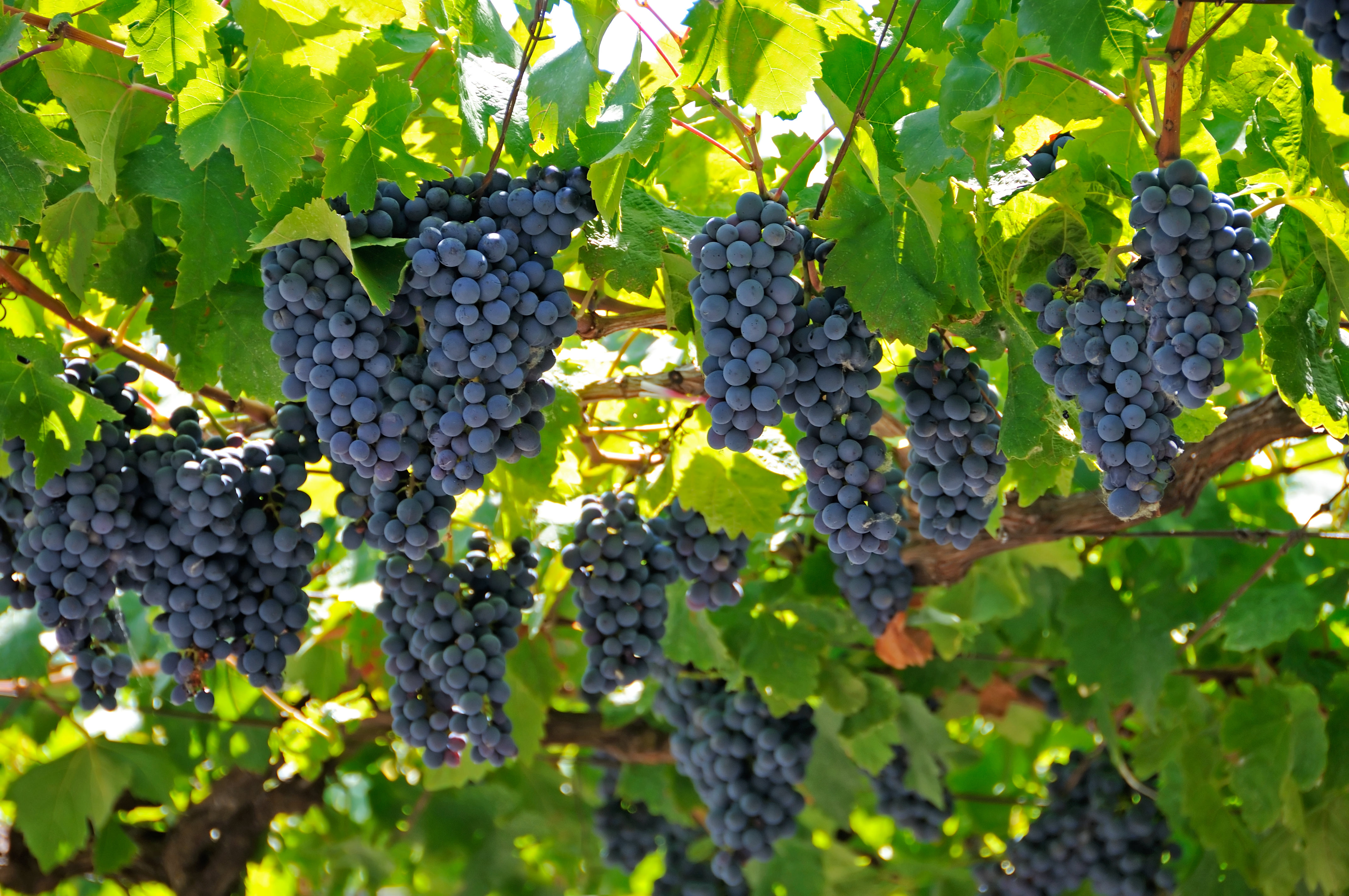 Wine Tour, Montenegro